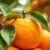 Pomarańcza Seville – wyjątkowe właściwości i zastosowanie zdrowotne