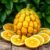 Ugli fruit – zdrowy cytrus z niecodziennym smakiem i wartością odżywczą
