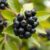 Aronia – zdrowotne właściwości i jak włączyć ją do diety