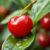 Acerola – właściwości, zastosowanie i korzyści zdrowotne