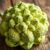 Romanesco – zdrowotne właściwości i zastosowanie w diecie