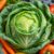 Kapusta włoska – zdrowotne korzyści i właściwości prozdrowotne