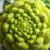 Kapusta romanesco – właściwości, witaminy i korzyści zdrowotne