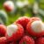 Litchi – odkryj właściwości zdrowotne i wartości odżywcze owocu